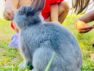 Netherland Dwarf rabbits netherland dwarf - Advert 6