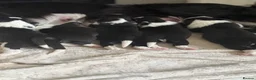 Border Collie dogs for sale: Beautiful border collie puppies - Advert 7