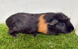 Guinea Pig rodents for sale: Super calm and friendly female guinea pigs  - Image 27
