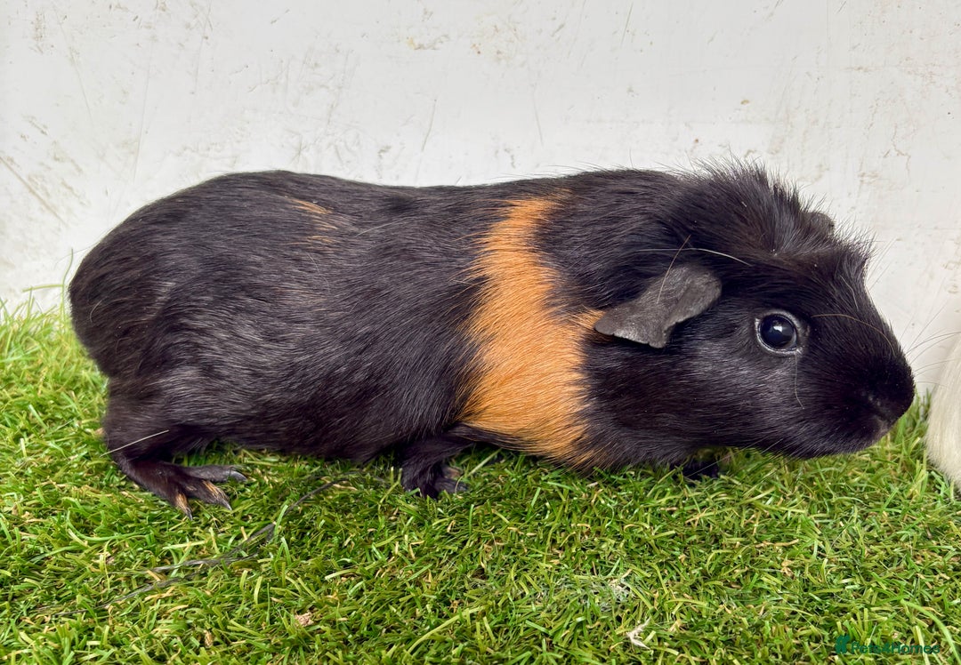 Guinea Pig rodents for sale: Super calm and friendly female guinea pigs  - Image 27