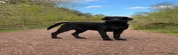 Labrador Retriever dogs for stud: KC Registered Working Black Labrador Stud - Woody in Market Drayton - Advert 6