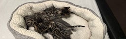 Bengal cats for sale: Bengal babies  - Advert 4