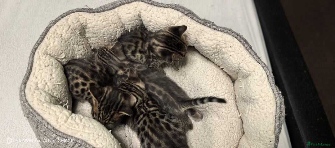 Bengal cats for sale: Bengal babies  - Advert 4