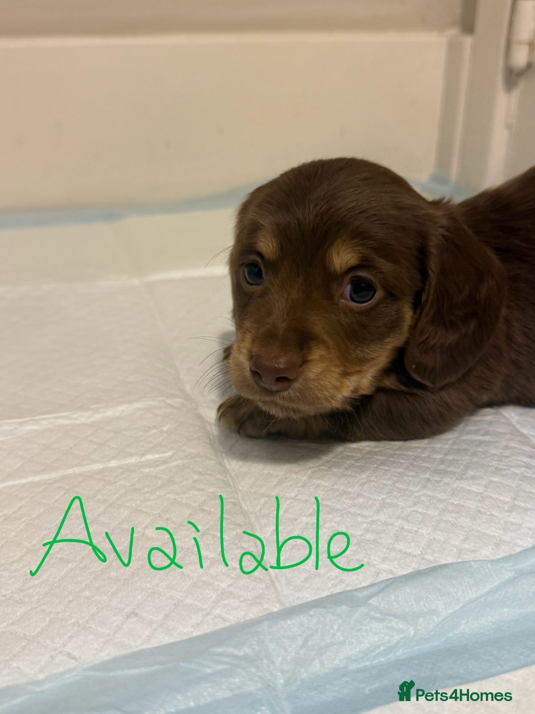 Miniature Dachshund dogs for sale:  Long haired miniature dachshund litter  - Advert 23