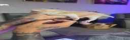 Exotic cats for sale: Exotic male persian  - Advert 8