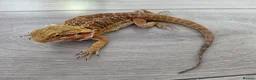 Bearded Dragon reptiles for sale: Bearded Dragon and Vivarium in Bolton - Advert 2