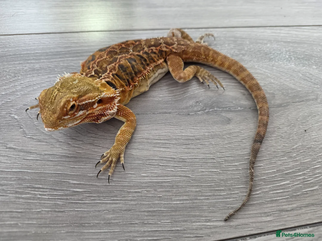 Bearded Dragon reptiles for sale: Bearded Dragon and Vivarium in Bolton - Advert 2