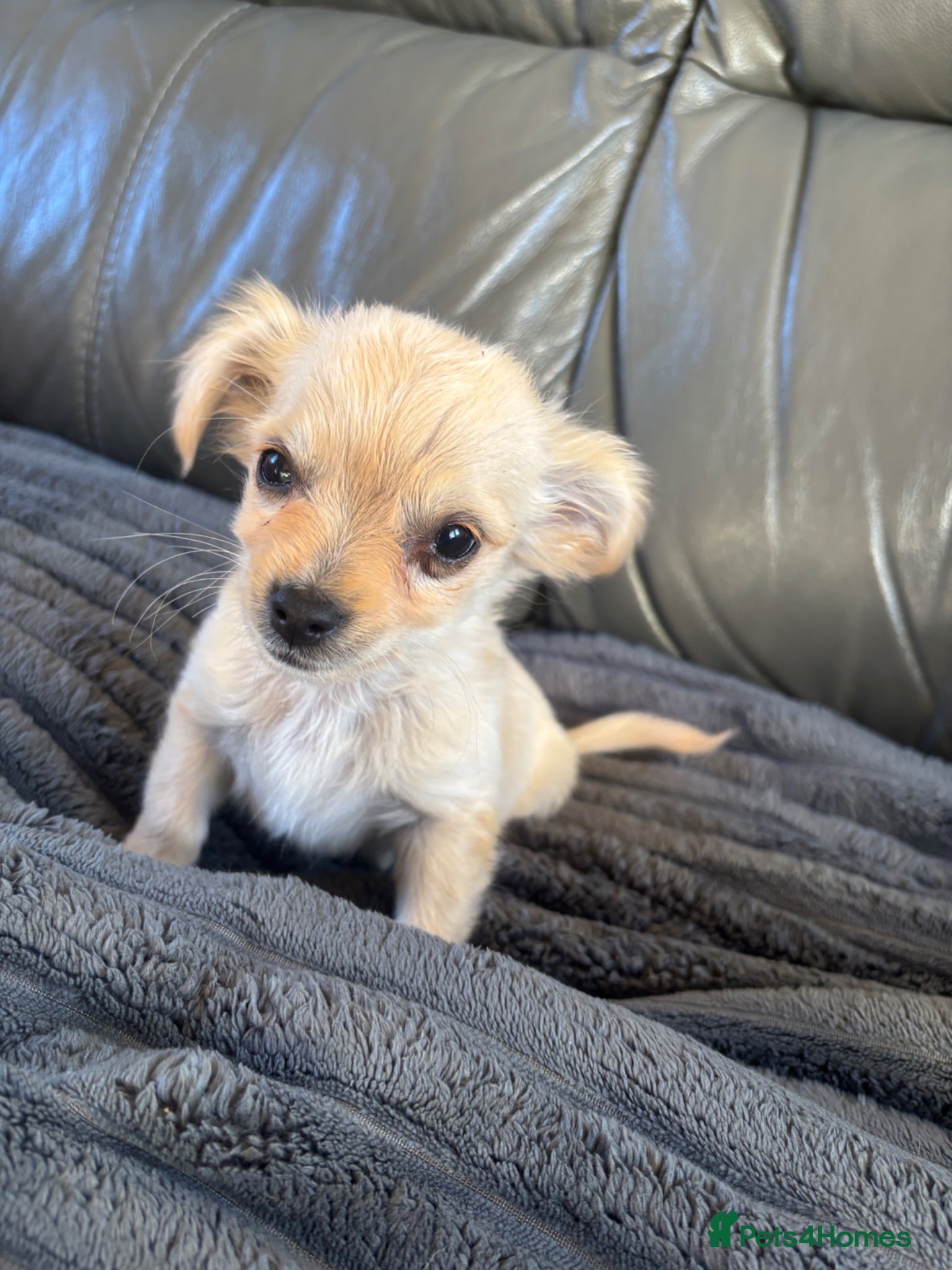 Mixed Breed dogs CHIHUAHUA PUPS AVAILABLE READY TODAY ! - Advert 6