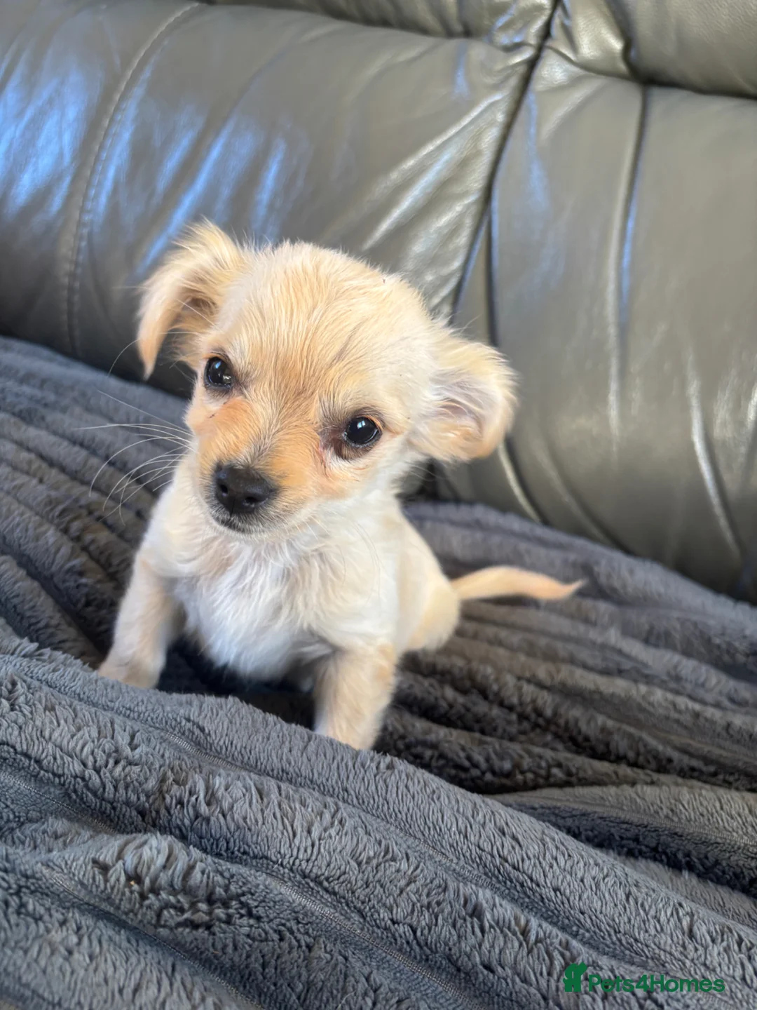 Mixed Breed dogs for sale: CHIHUAHUA PUPS LAST BOYS READY NOW !! - Advert 2