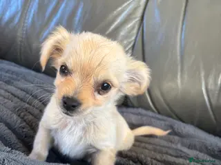 Mixed Breed dogs CHIHUAHUA PUPS LAST BOYS READY NOW !! - Advert 9