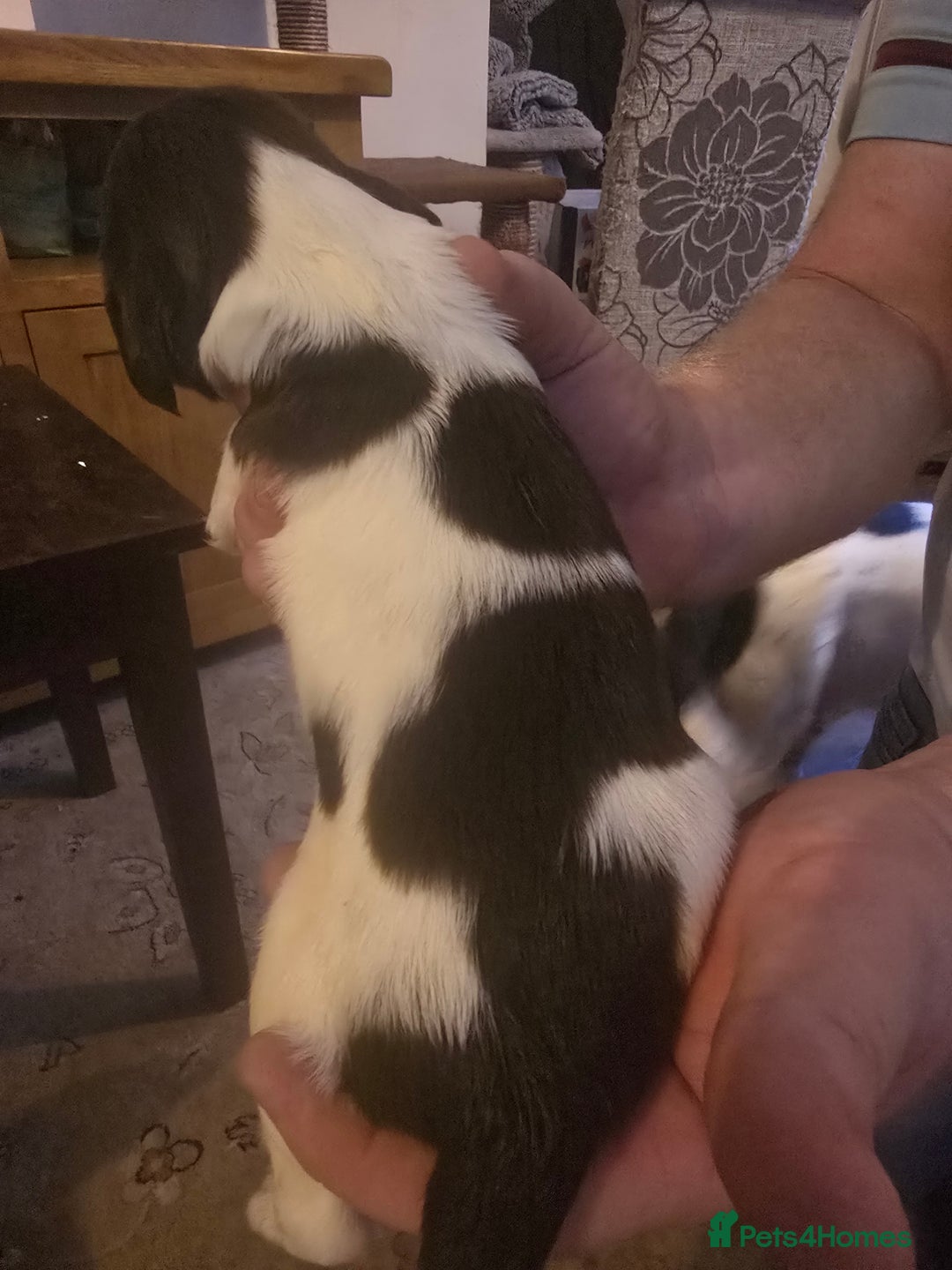 English Springer Spaniel dogs for sale: English Springer Spaniel liver & white pups - Advert 11