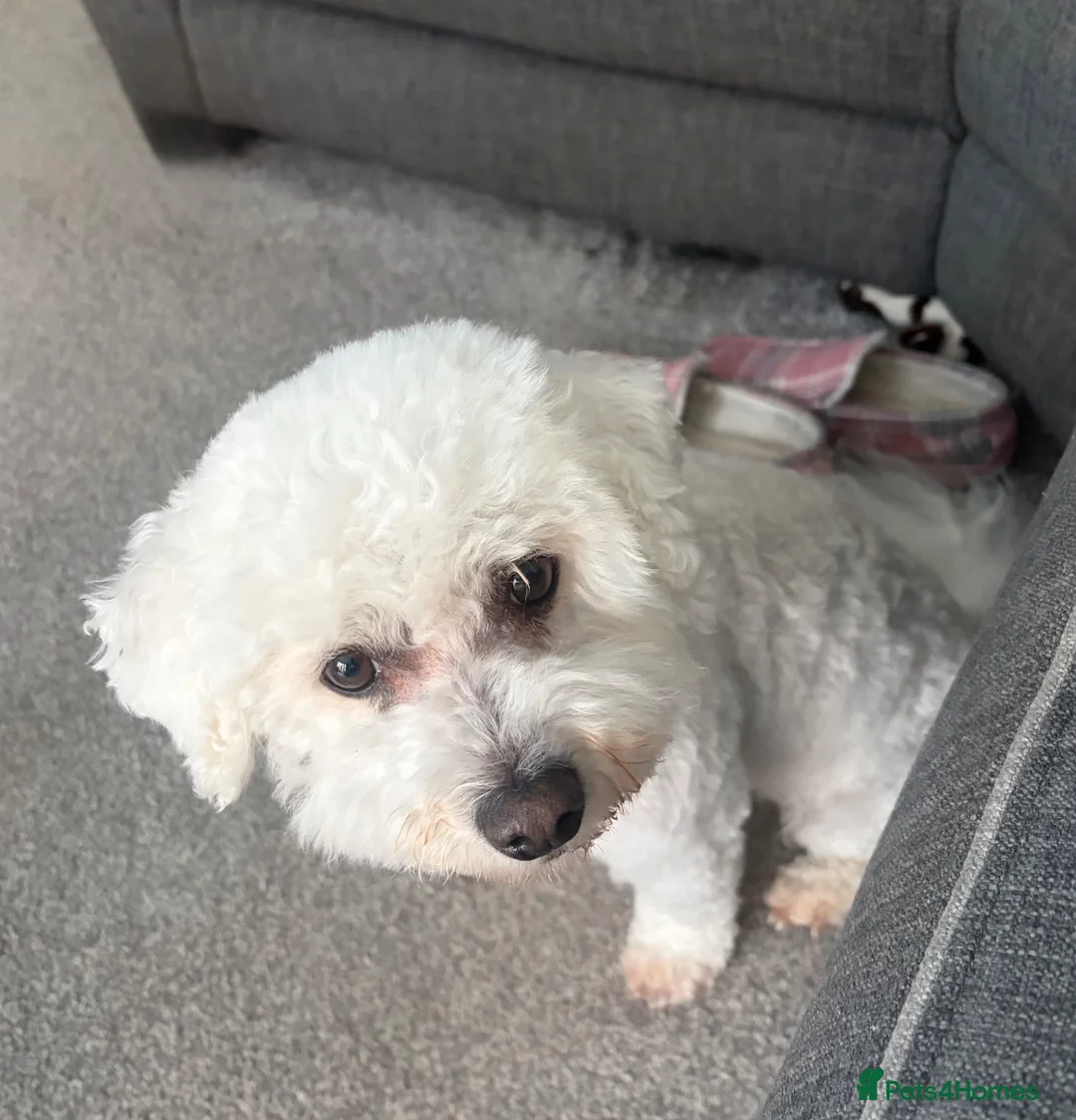 Mixed Breed dogs for sale: 7 year old bichion frise  - Advert 7
