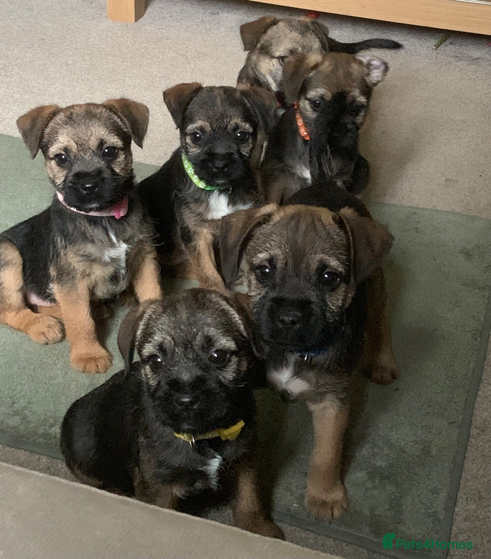 Border Terrier dogs for sale: KC Healthy Border companions  - Advert 2
