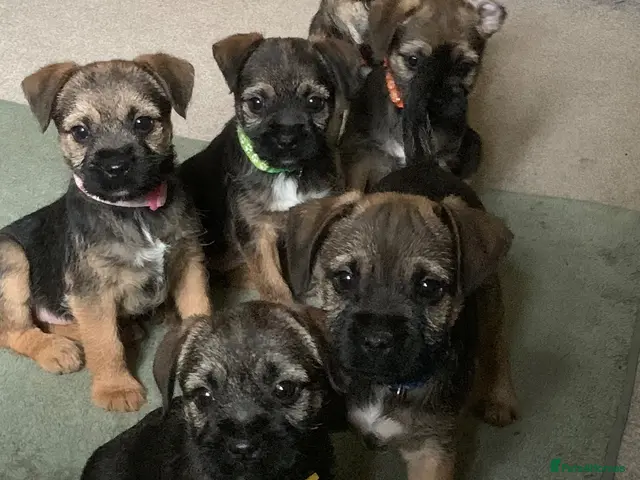 Border Terrier dogs for sale: KC Healthy Border companions - Advert 2