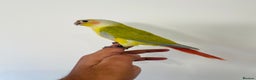 Conures birds for sale: Hand reared conures for sale  - Advert 14