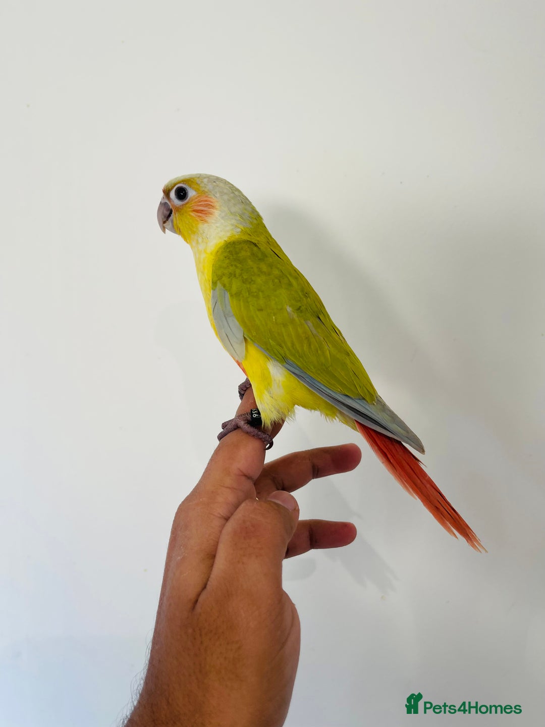 Conures birds for sale: Hand reared conures for sale  - Advert 14