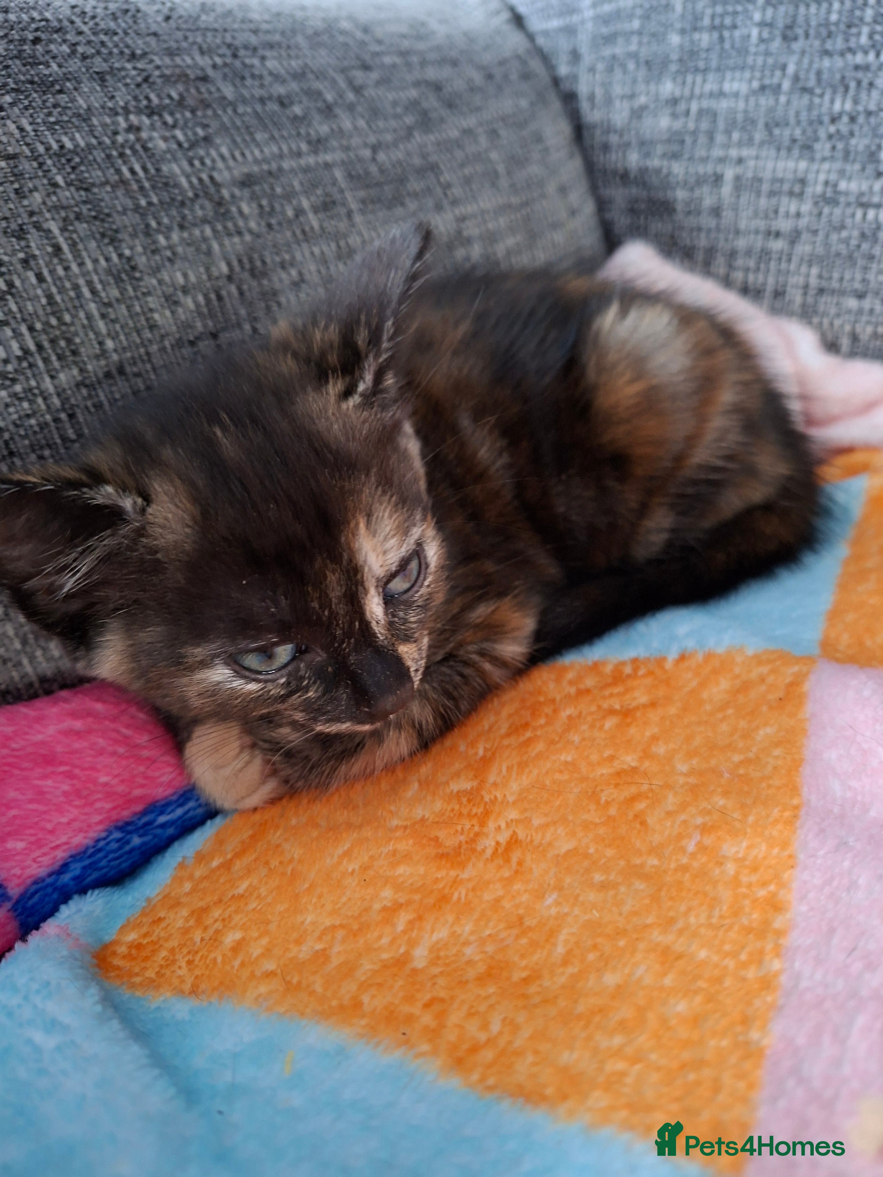 Mixed Breed cats Kittens for sale - Advert 17