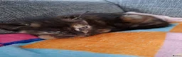 Mixed Breed cats for sale: Kittens for sale in Kidderminster - Advert 1