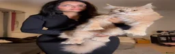 Maine Coon cats for sale: Polydactyl Maine Coon Import European bloodline - Advert 6