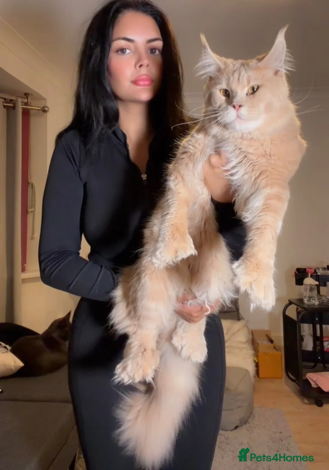 Maine Coon cats for sale: Maine Coon Import European bloodline - Advert 2