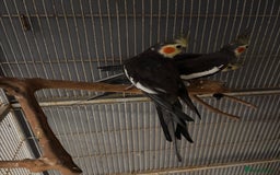 Cockatiels birds for sale: Cockatiels budgies and kakarikis for sale  - Image 9