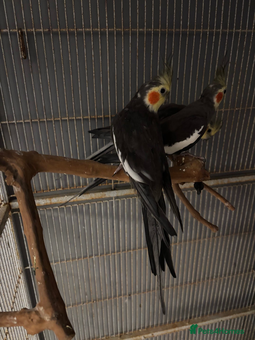 Cockatiels birds for sale: Cockatiels budgies and kakarikis for sale  - Image 9