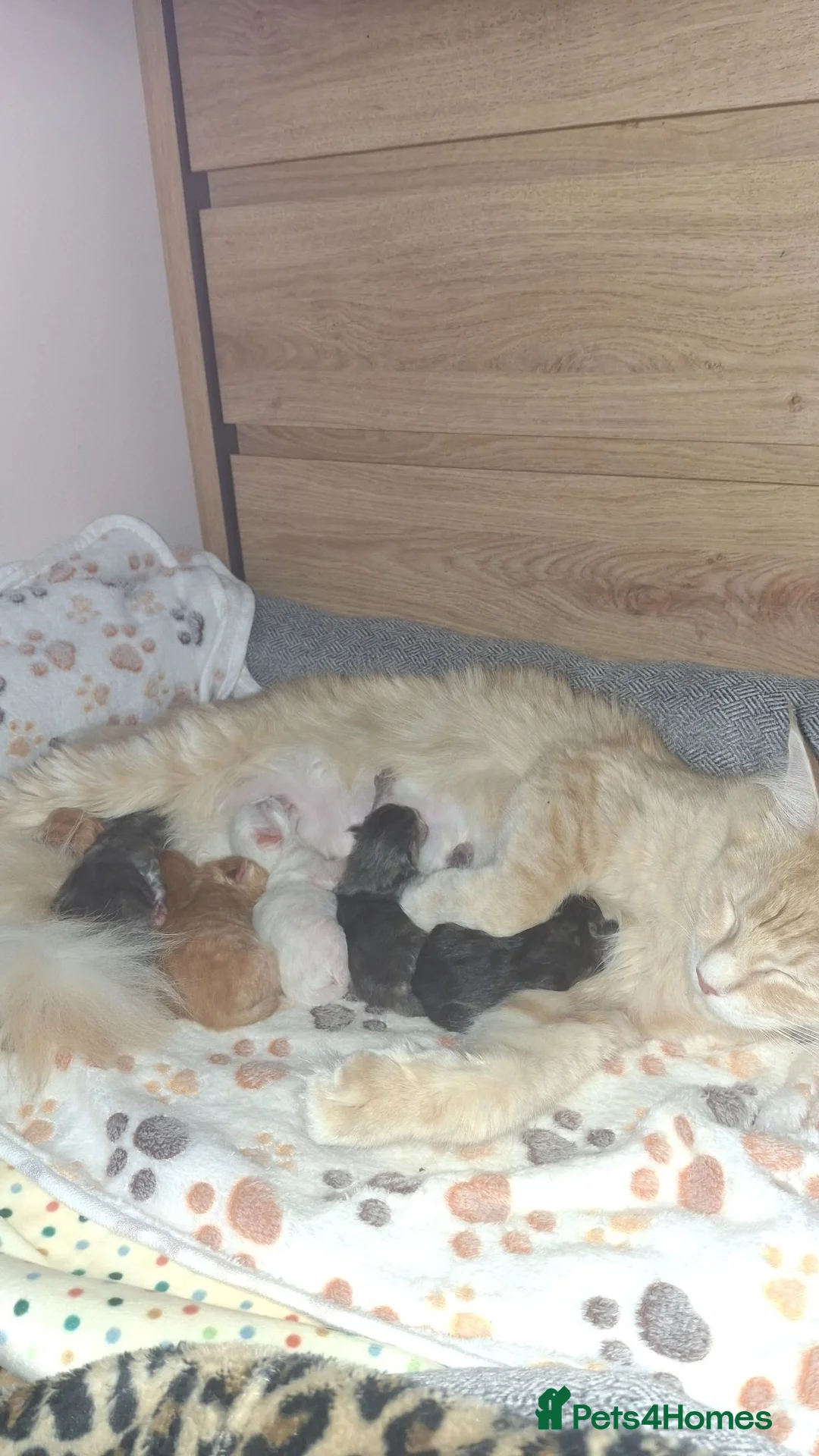 Mixed Breed cats for sale: Maine coon/ ragdolls - Advert 1