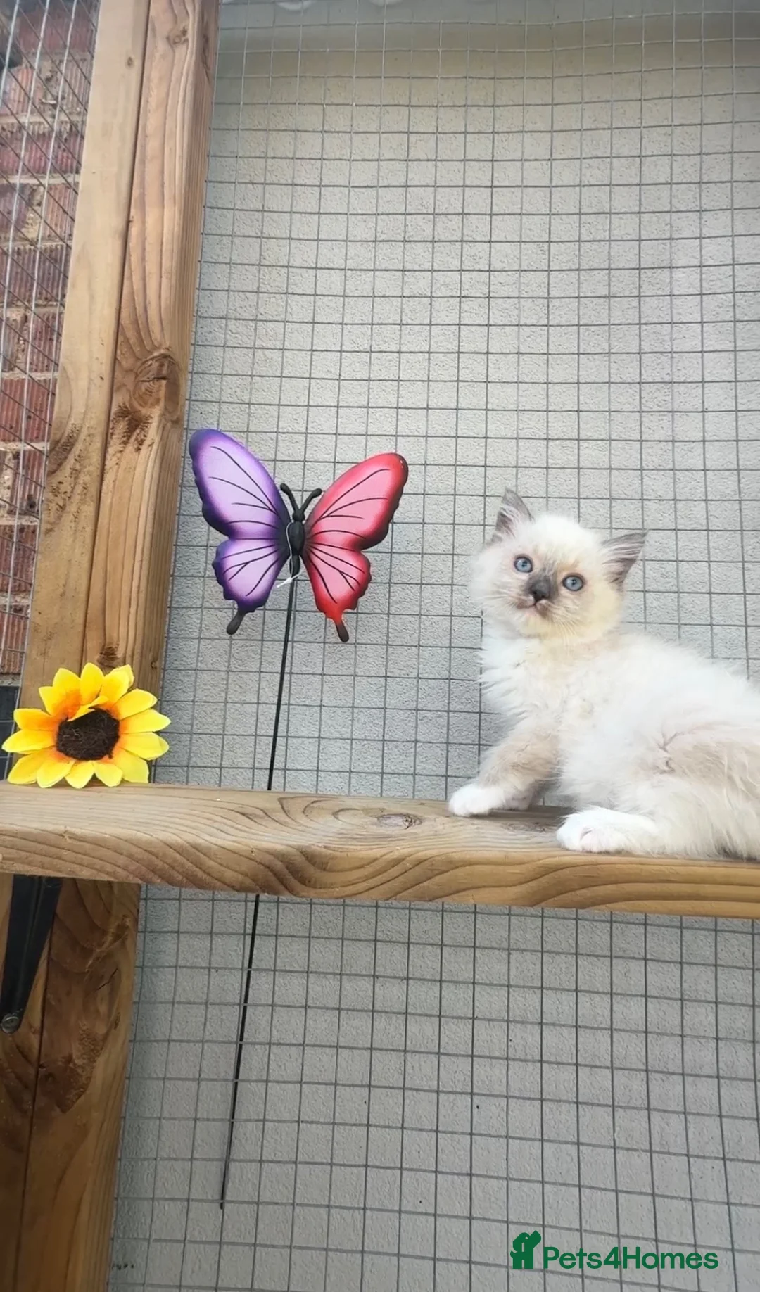 Ragdoll cats for sale: Full breed ragdoll kitten - Advert 1