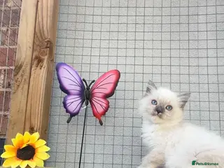 Ragdoll cats Full breed ragdoll kitten - Advert 3