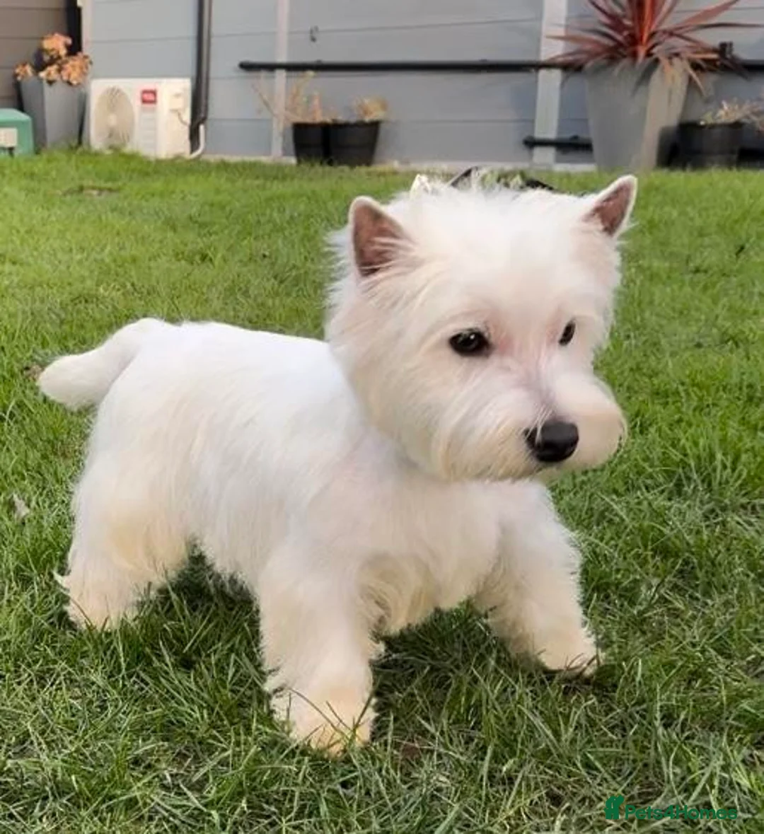 West Highland Terrier dogs for sale: Beautiful westie male available  - Advert 9