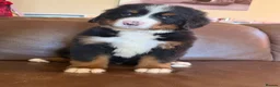 Bernese Mountain Dog dogs for sale: Kc reg Bernese puppies - Advert 6
