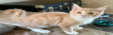 Maine Coon male 5
