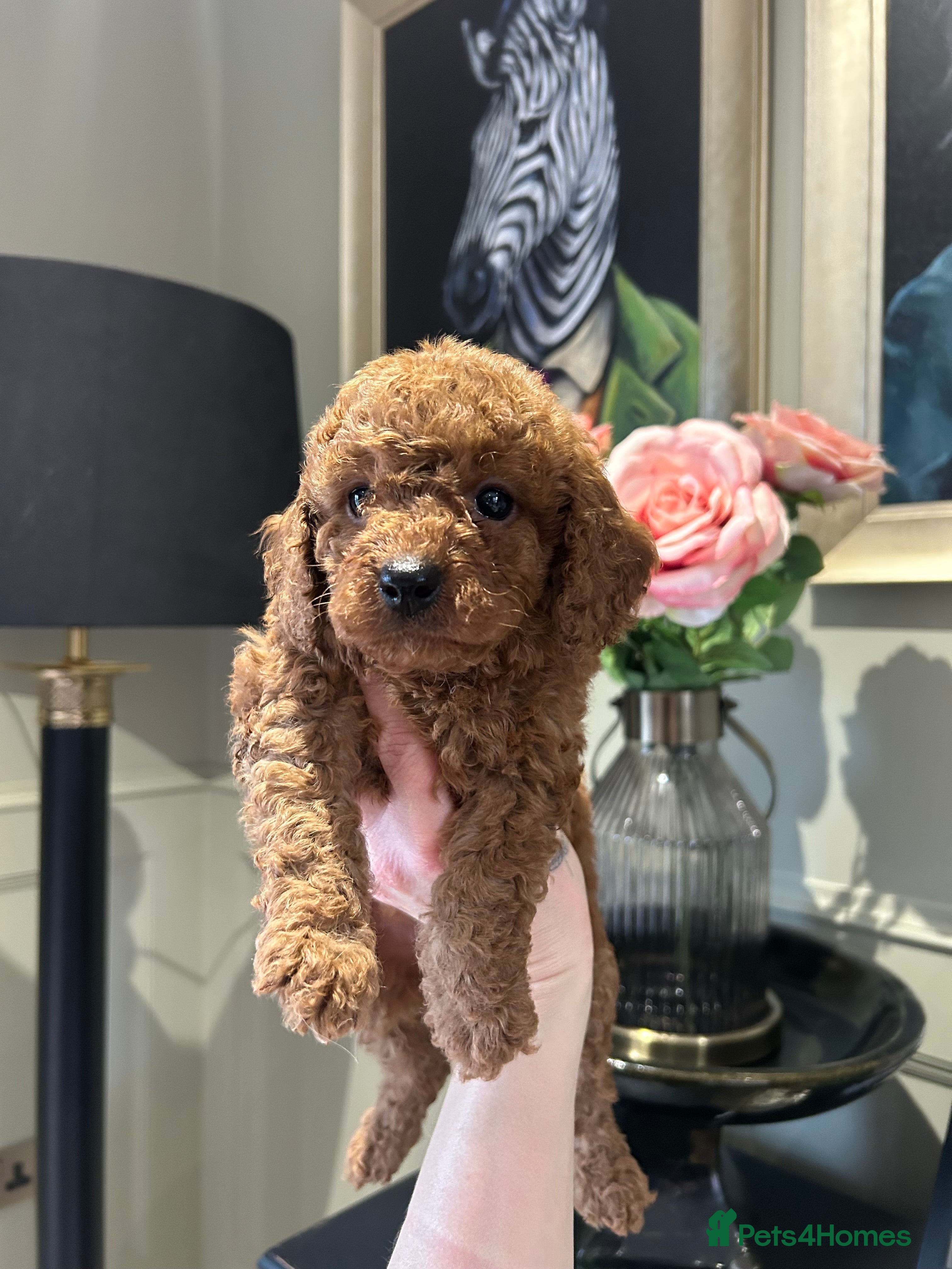 Cavapoo dogs DNA tested Cavapoo  - Advert 6