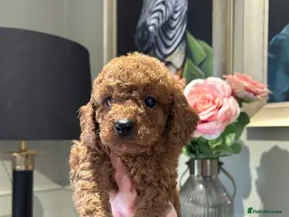 Cavapoo dogs DNA tested Cavapoo - Advert 6