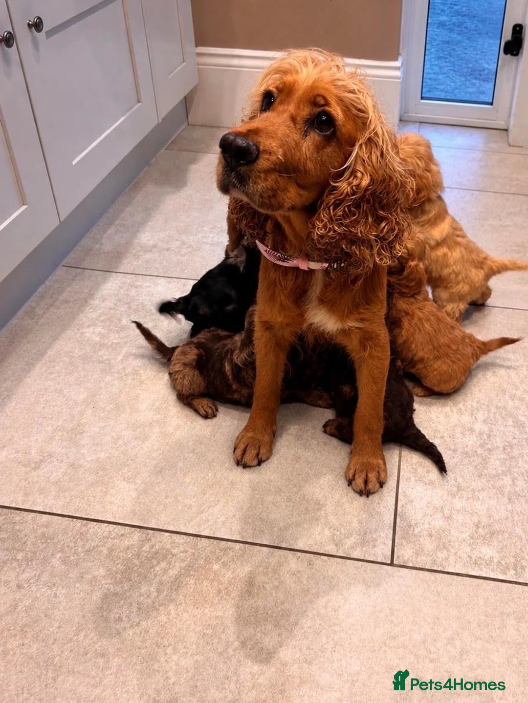 Cockapoo dogs for sale: *Show*Cockapoo Ready To Leave Health Tested Pups - Advert 1