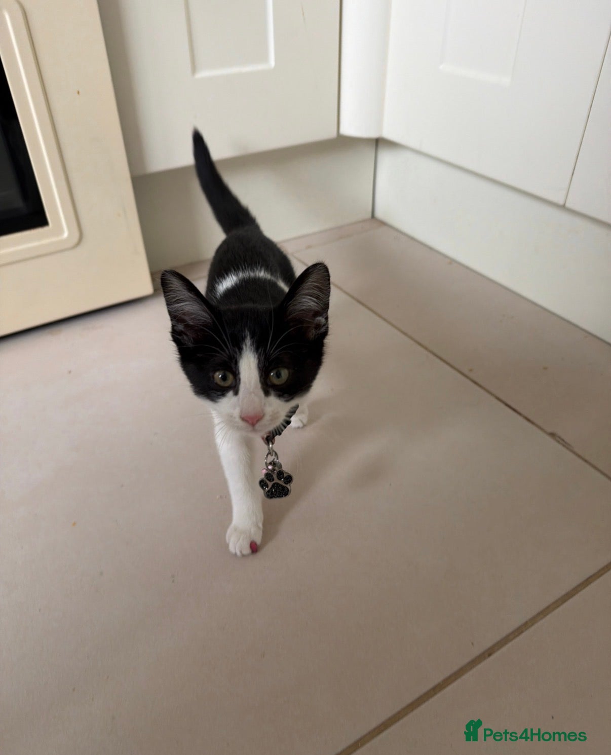 Mixed Breed cats Female kitten  - Advert 5