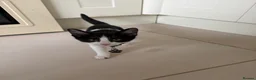 Mixed Breed cats for sale: Female kitten  - Advert 1