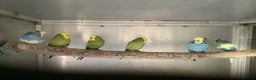 Budgerigars birds for sale: Young and Adult Budgies - Advert 3