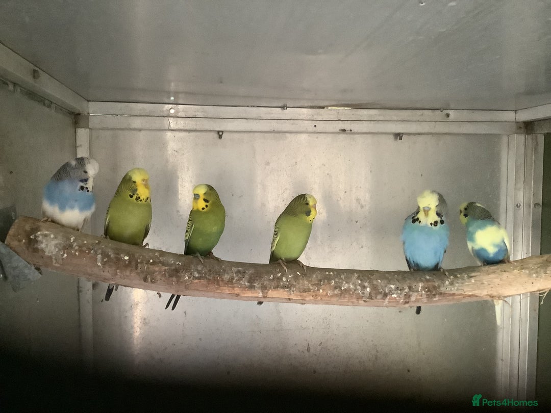 Budgerigars birds for sale: Young and Adult Budgies - Advert 3