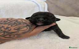 Mixed Breed dogs for sale: Cockerbull puppies  - Image 33