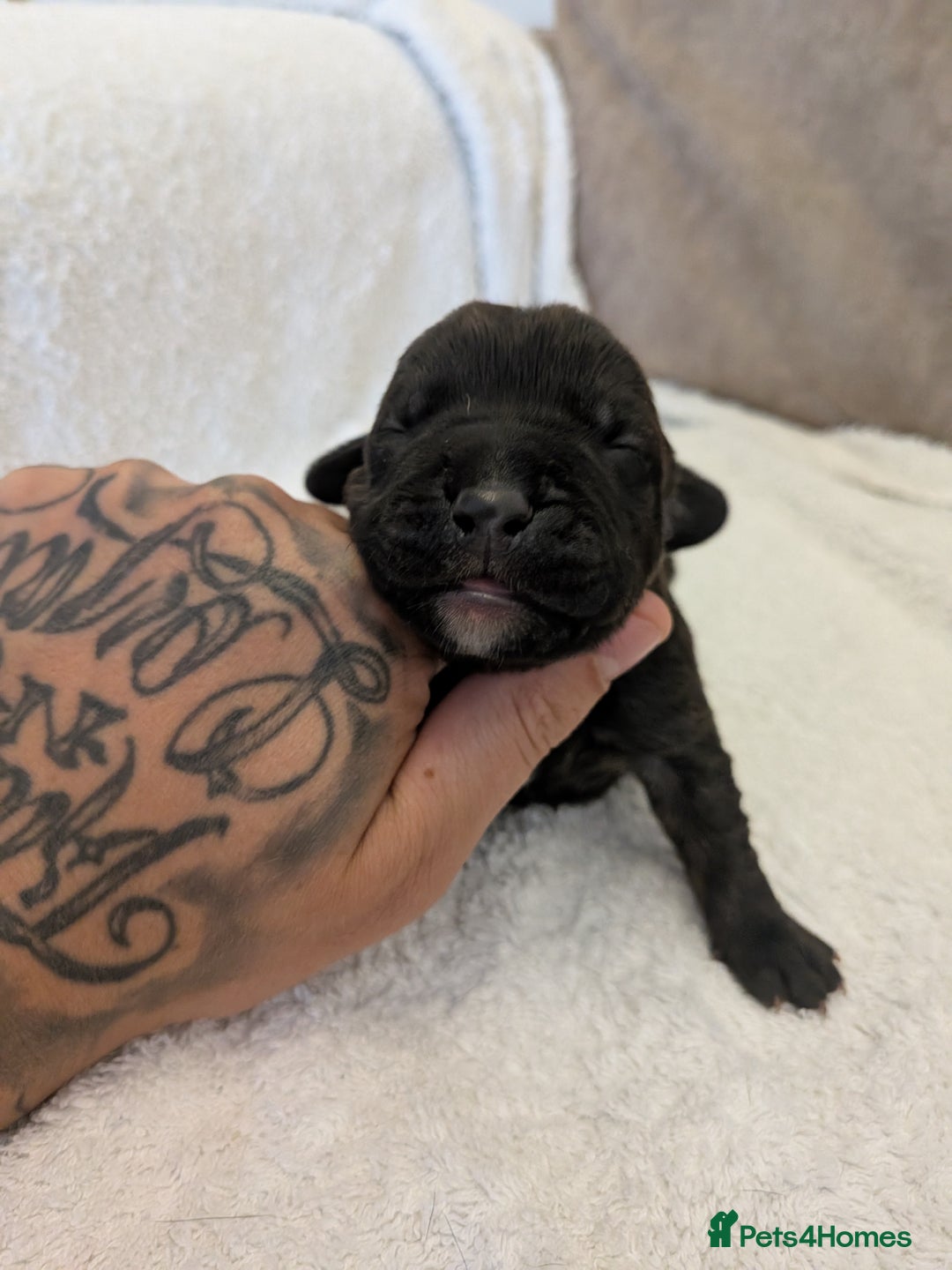 Mixed Breed dogs for sale: Cockerbull puppies  - Image 33