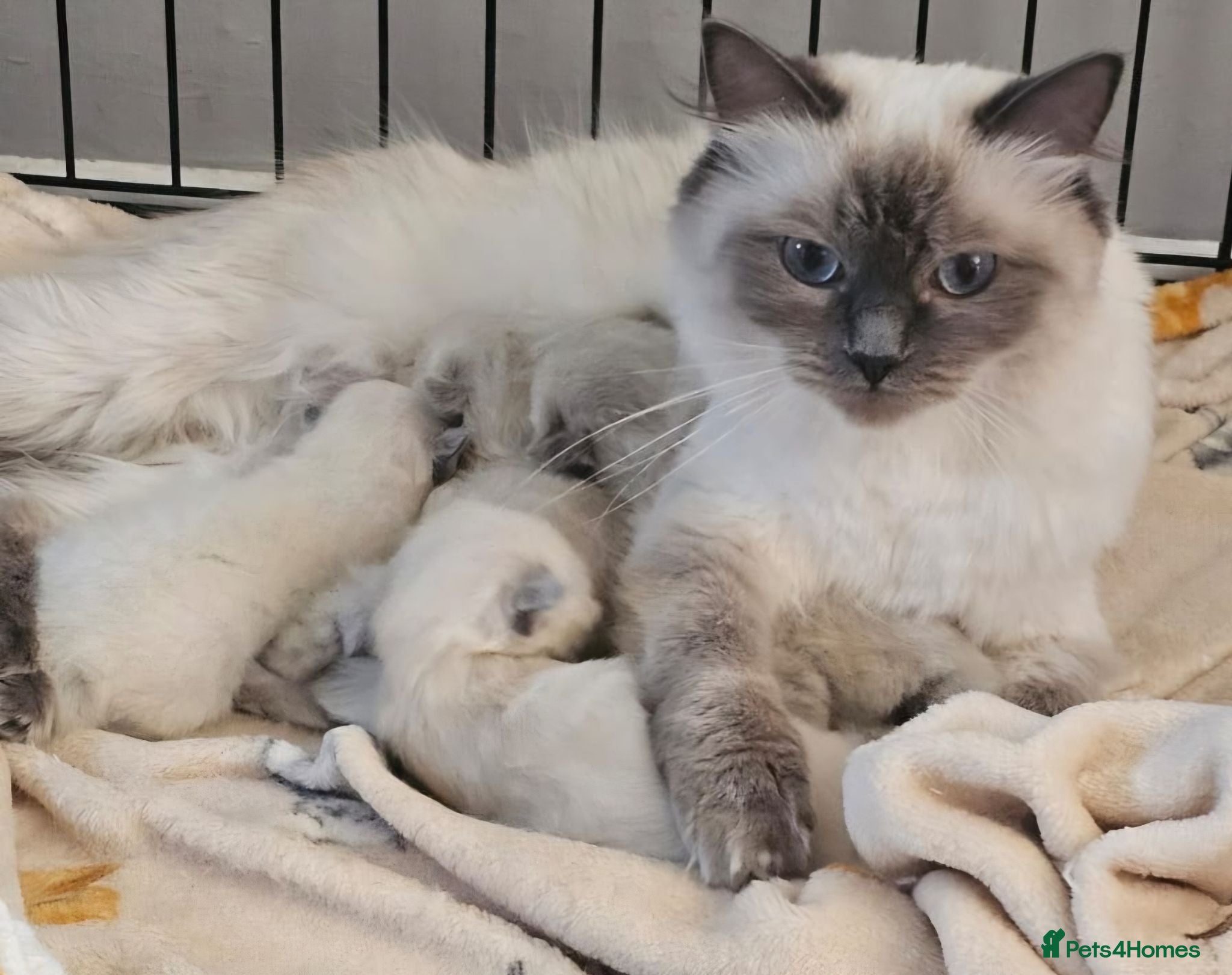 Ragdoll cats Beautiful ragdoll kittens - Advert 17