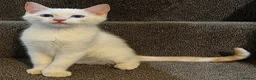 Siamese cats for sale: 3 Stunning Traditional Applehead Siamese Kittens - Advert 8