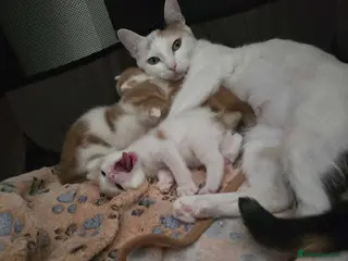 Mixed Breed cats 2 male kittens for sale - Advert 9