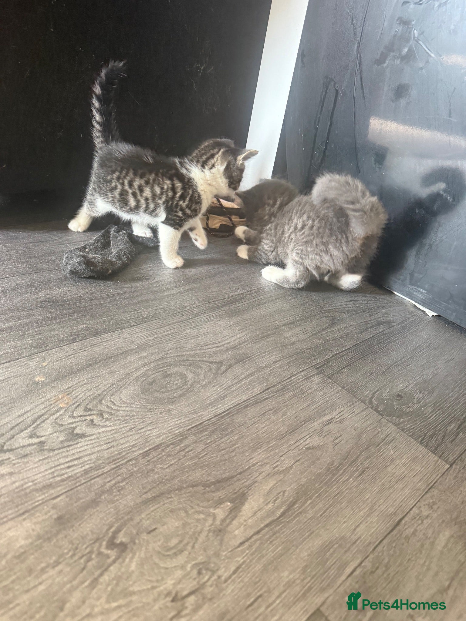 Mixed Breed cats 3 beautiful crossed Norwegian ready now  - Advert 2