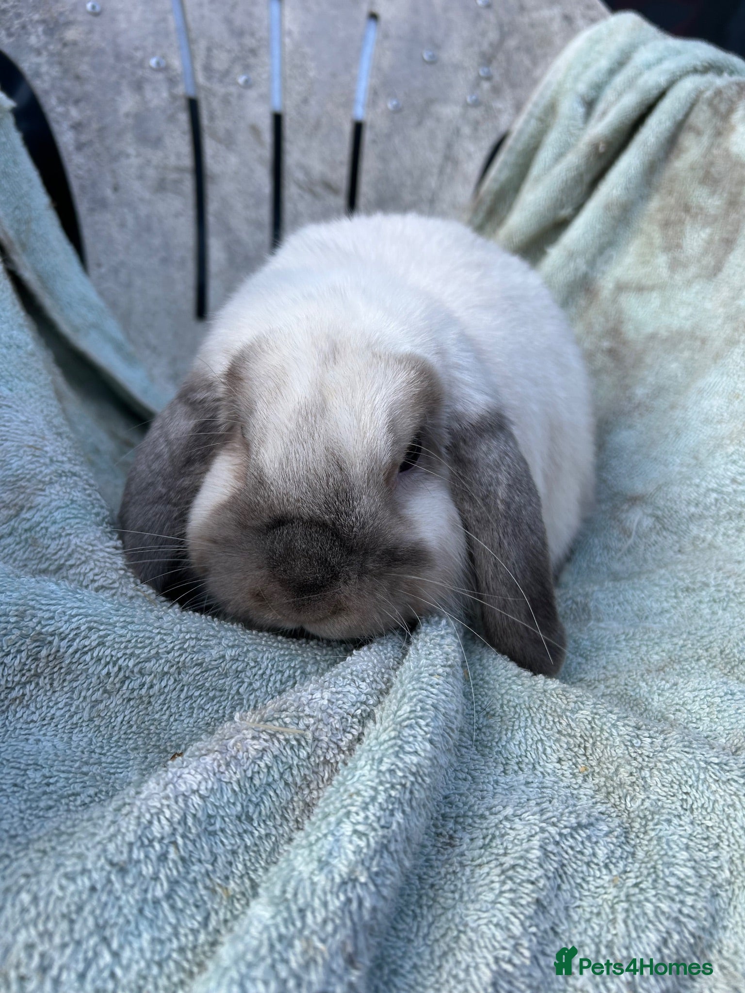 Mini Lop rabbits Sealpoint mini lop - Advert 1