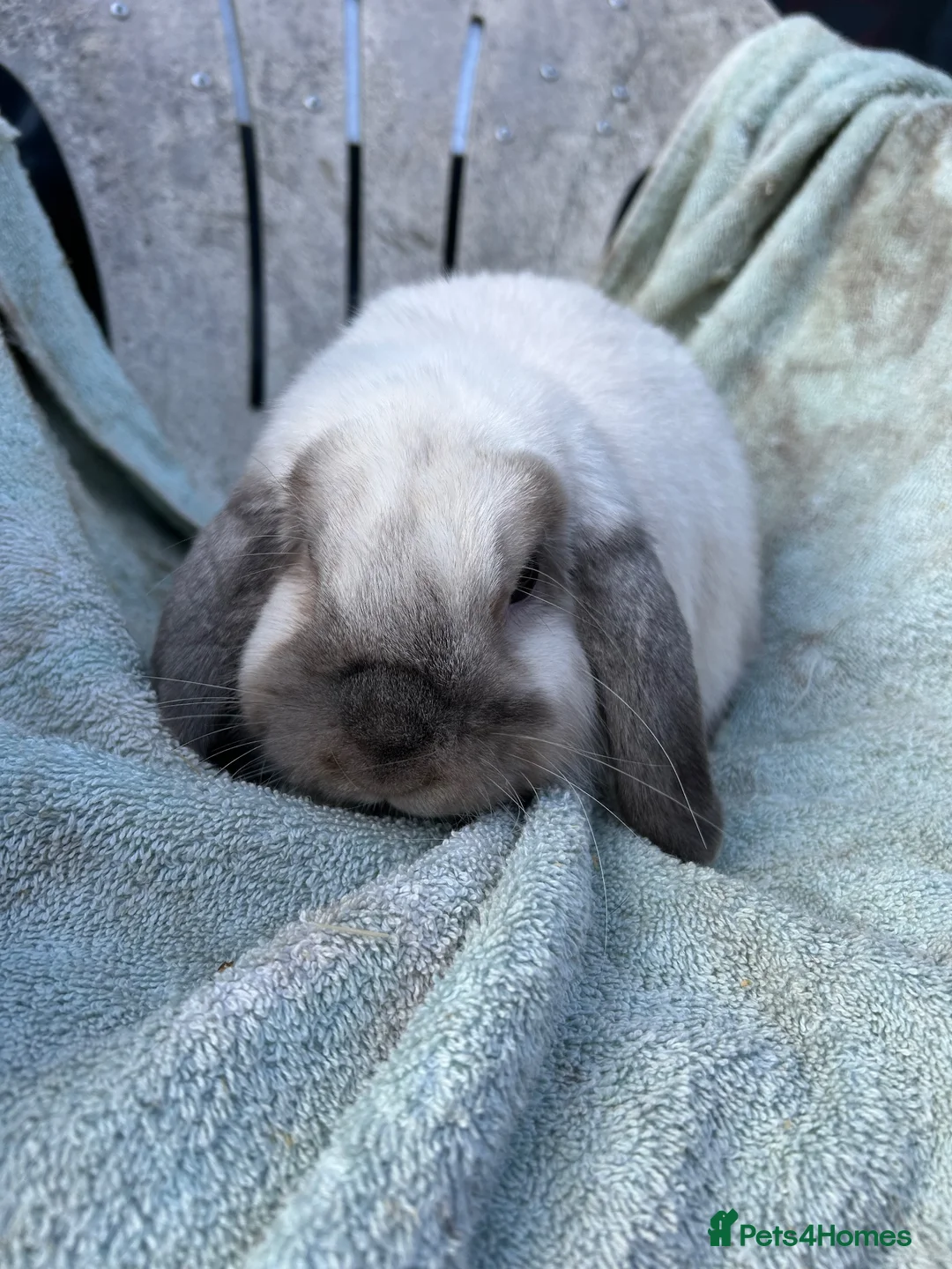Mini Lop rabbits for sale: Sealpoint mini lop - Advert 1