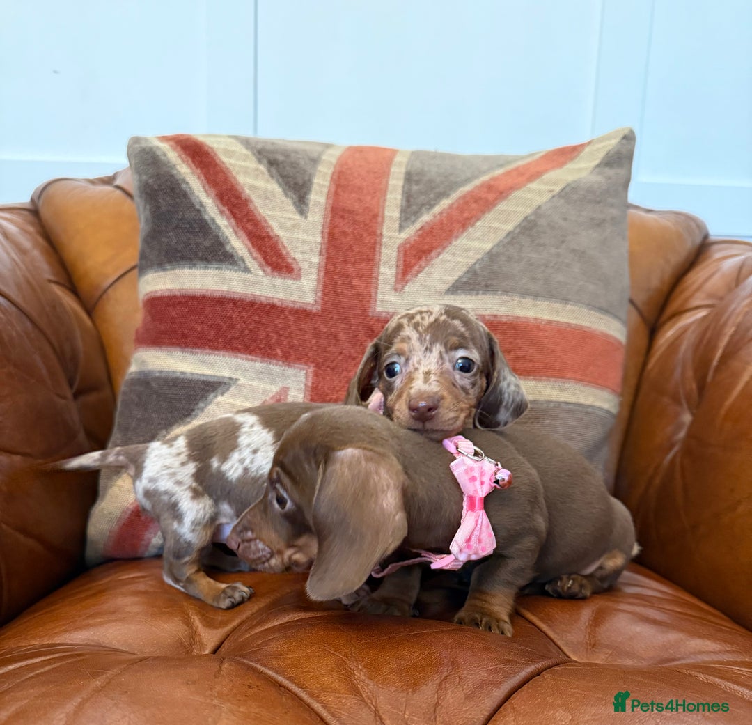 Miniature Dachshund dogs for sale: Beautiful Miniature Dachshunds 5 ⭐ License Breeder - Advert 15