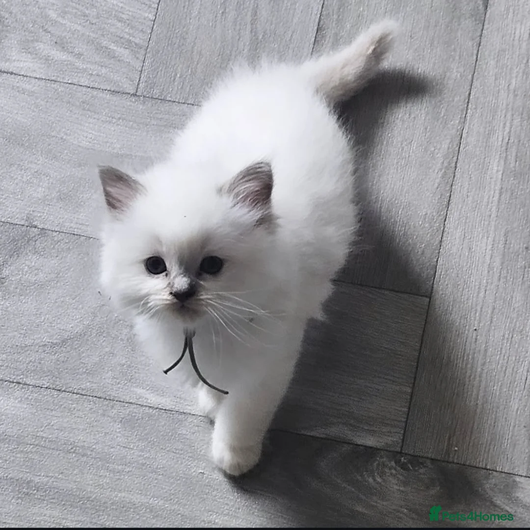 Ragdoll cats for sale: Lilac tica registered ragdolls - Advert 1