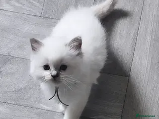 Ragdoll cats Lilac tica registered ragdolls - Advert 3